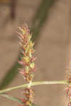 Barnyard grass